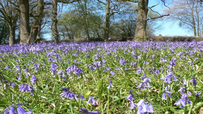 A carpet of bluebells in front of some old trees, Leith Hill, Surrey